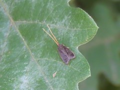 Lecithocera nigrana