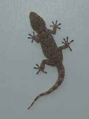 Tarentola mauritanica