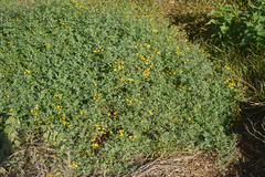 Senecio erysimoides