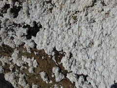 Amphiroa anceps