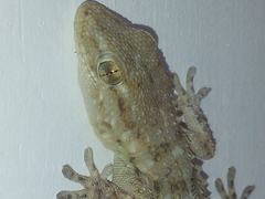 Tarentola mauritanica