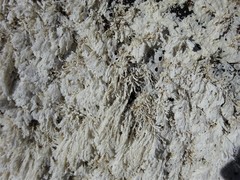 Amphiroa anceps