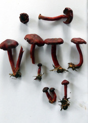 Cortinarius cruentoides
