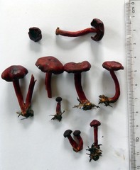 Cortinarius cruentoides