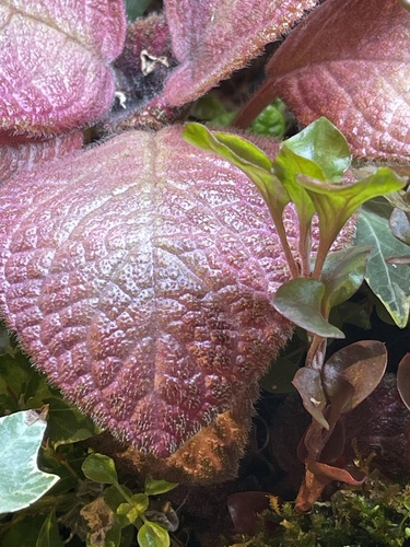 Episcia cupreata iNat (1)