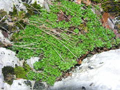 Saxifraga fragosoi