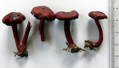 Cortinarius cruentoides