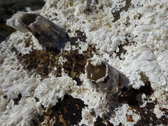 Amphiroa anceps