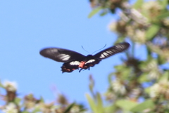 Pachliopta polydorus