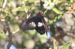 Pachliopta polydorus