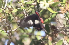 Pachliopta polydorus