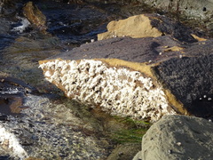 Amphiroa anceps