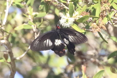 Pachliopta polydorus