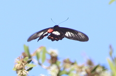 Pachliopta polydorus