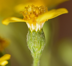Senecio erysimoides