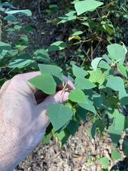 Homalanthus stillingiifolius