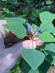 Homalanthus stillingiifolius
