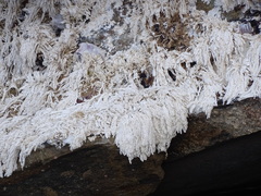 Amphiroa anceps