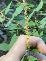 Homalanthus stillingiifolius