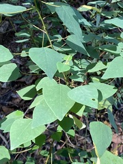 Homalanthus stillingiifolius