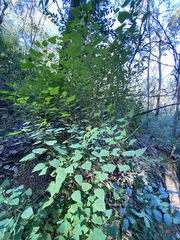 Homalanthus stillingiifolius