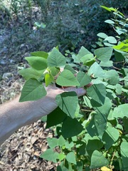 Homalanthus stillingiifolius