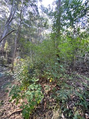 Homalanthus stillingiifolius
