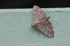 Glyphodes pulverulentalis