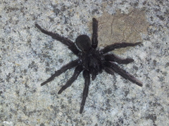 Amblyocarenum walckenaeri