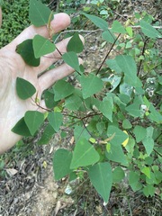 Homalanthus stillingiifolius