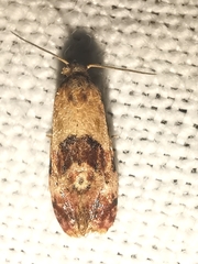 Neocochylis millierana