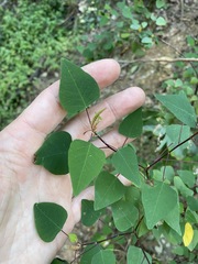 Homalanthus stillingiifolius