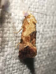 Neocochylis millierana