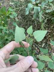 Homalanthus stillingiifolius