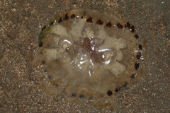 Chrysaora hysoscella image