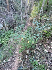 Homalanthus stillingiifolius