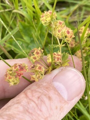 Alchemilla glomerulans