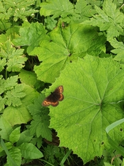Erebia euryale