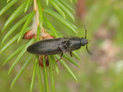 Acteniceromorphus spinosus