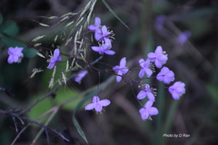 Thalictrum delavayi