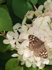 Pararge aegeria