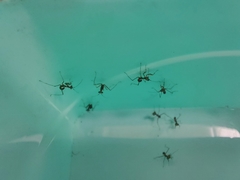 Miomantis