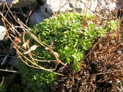 Saxifraga fragosoi