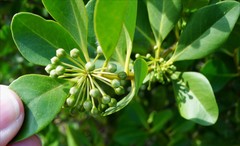 Aegiceras corniculatum