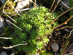 Saxifraga fragosoi