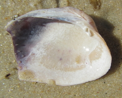 Irus crenatus