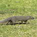 Southern Cape Grey Mongoose - Photo (c) Keith Martin-Smith, some rights reserved (CC BY-NC-SA), uploaded by Keith Martin-Smith