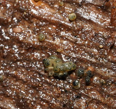 Trichoderma gelatinosum