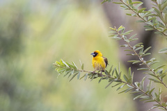 Pachyphantes superciliosus