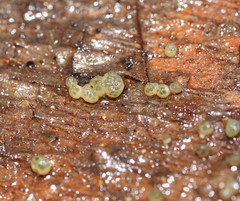 Trichoderma gelatinosum